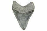 Serrated, Fossil Megalodon Tooth - South Carolina #365765-1